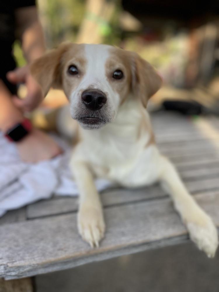 Enlarge Pebbles, a Adoptable mixed breed in los angeles, CA image 3/4