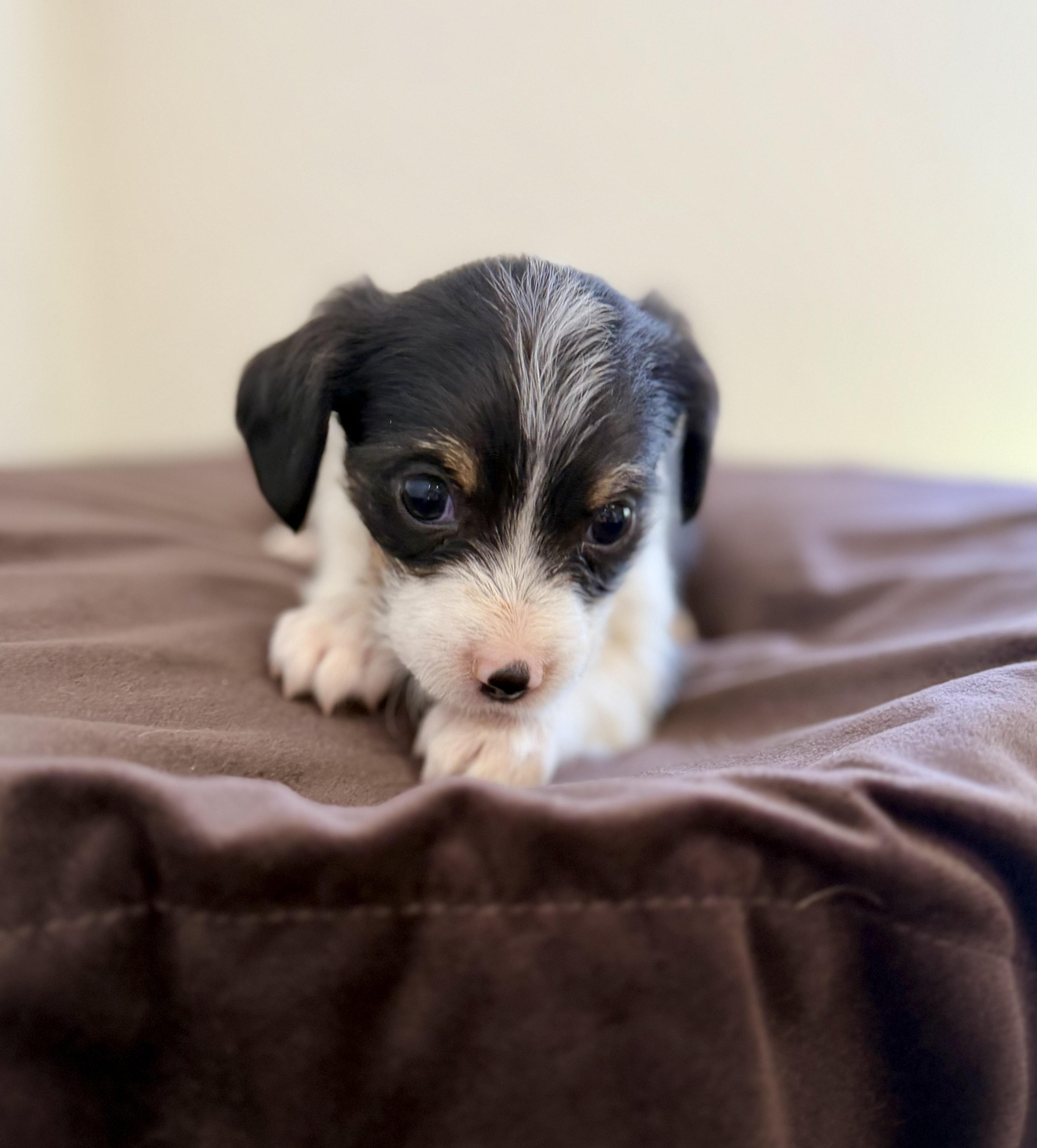 Serloin, an adopted mixed breed in Sonora, CA image 3/3