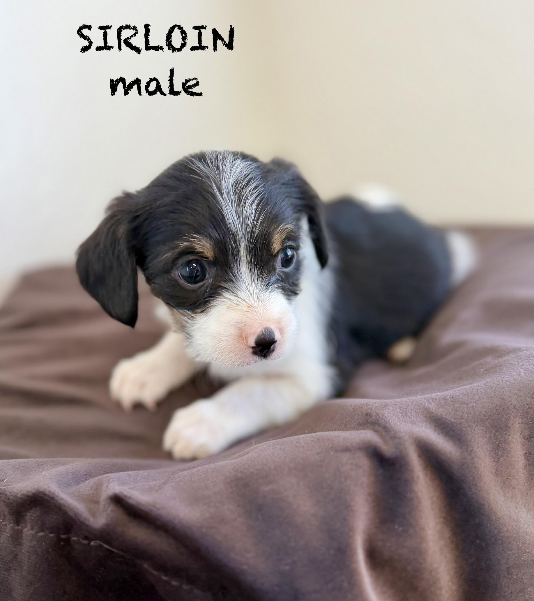 Serloin, adopted, Puppy Male Terrier.