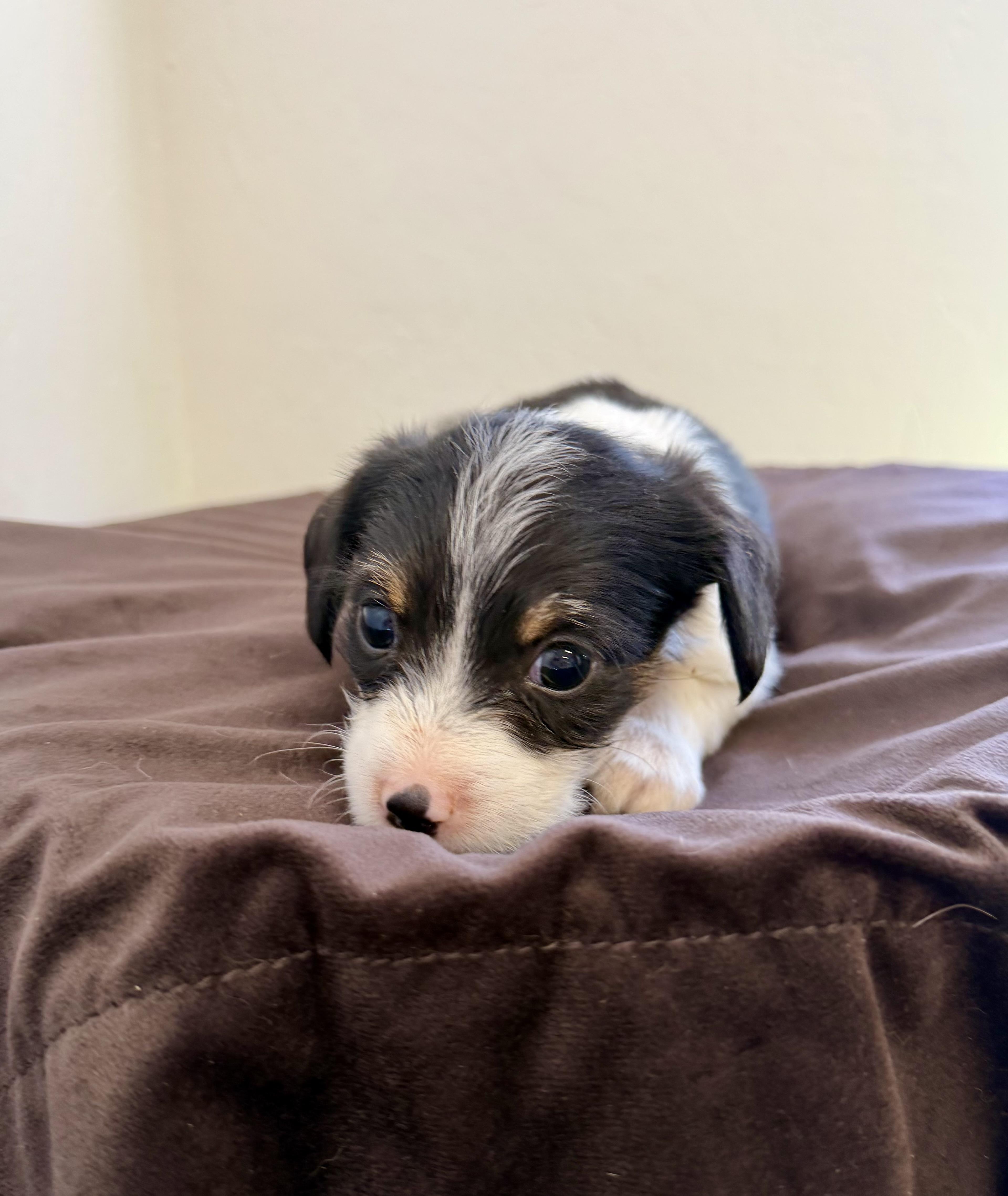 Serloin, an adopted mixed breed in Sonora, CA image 2/3