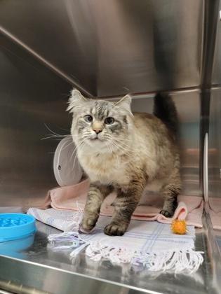 Larry, Adoptable, Adult Male Siamese & Domestic Short Hair.