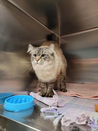 Enlarge Larry, a Adoptable mixed breed in Fergus Falls, MN image 2/3
