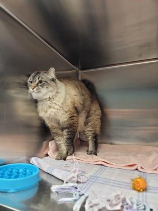 Enlarge Larry, a Adoptable mixed breed in Fergus Falls, MN image 3/3