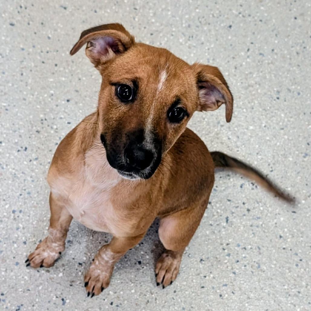 Enlarge Berry, a Adoptable Mixed Breed in Huntsville, AR image 1/4
