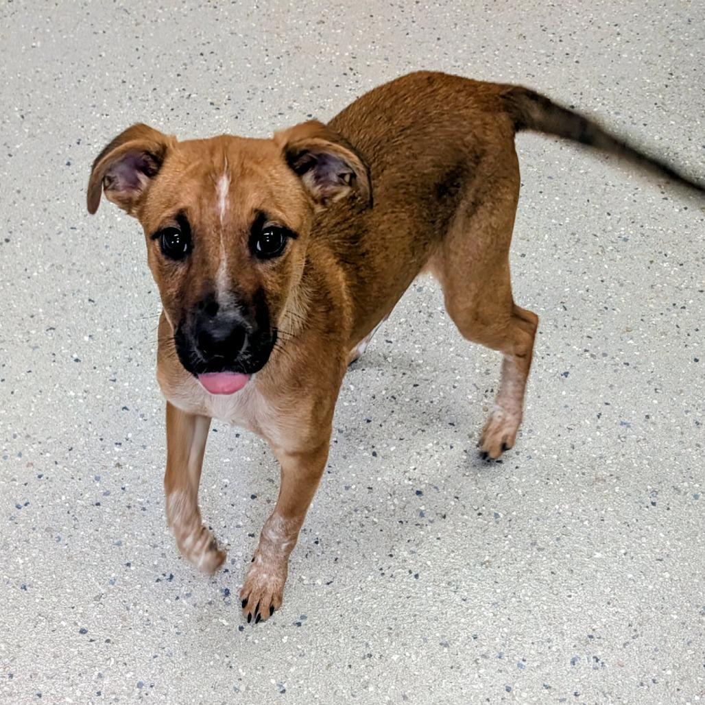 Enlarge Berry, a Adoptable Mixed Breed in Huntsville, AR image 2/4