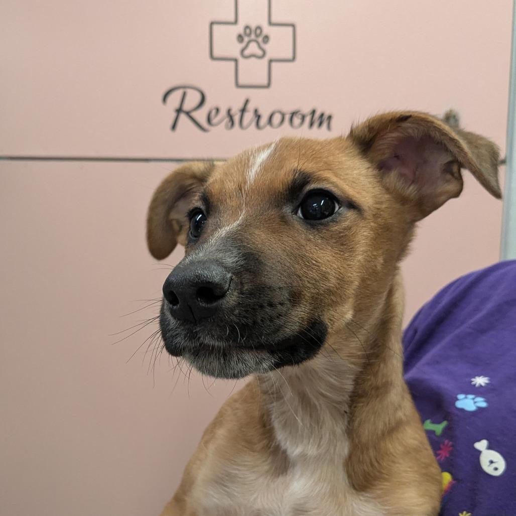 Enlarge Berry, a Adoptable Mixed Breed in Huntsville, AR image 1/1