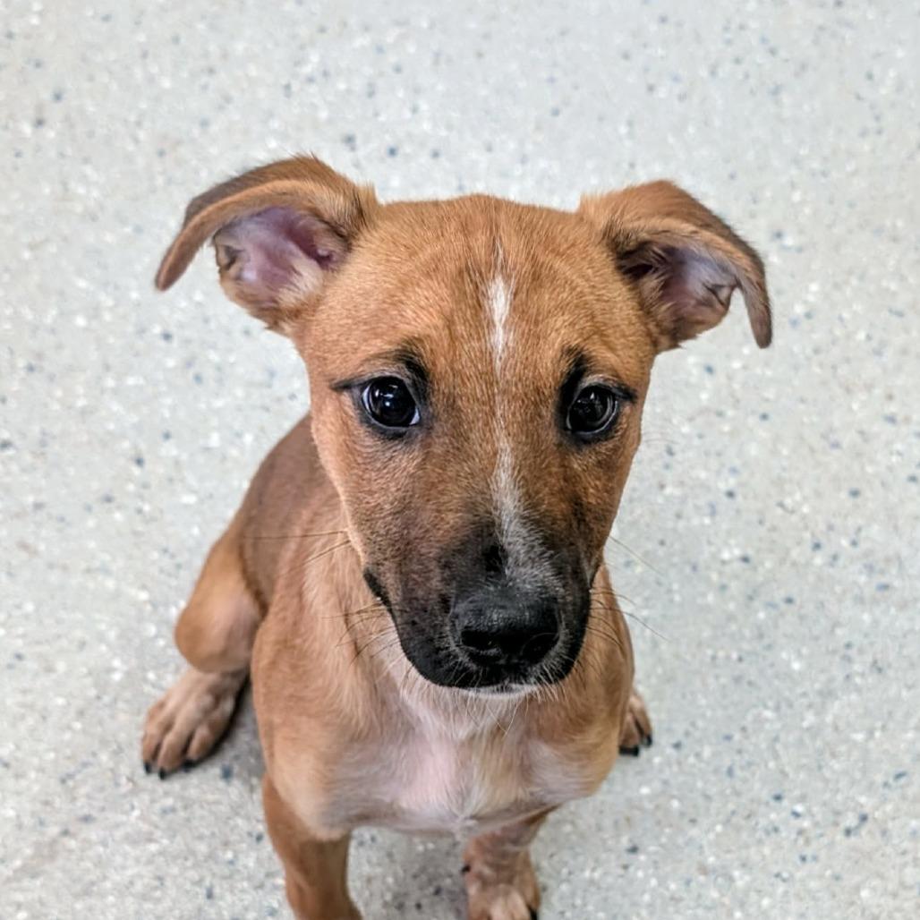 Enlarge Berry, a Adoptable Mixed Breed in Huntsville, AR image 4/4
