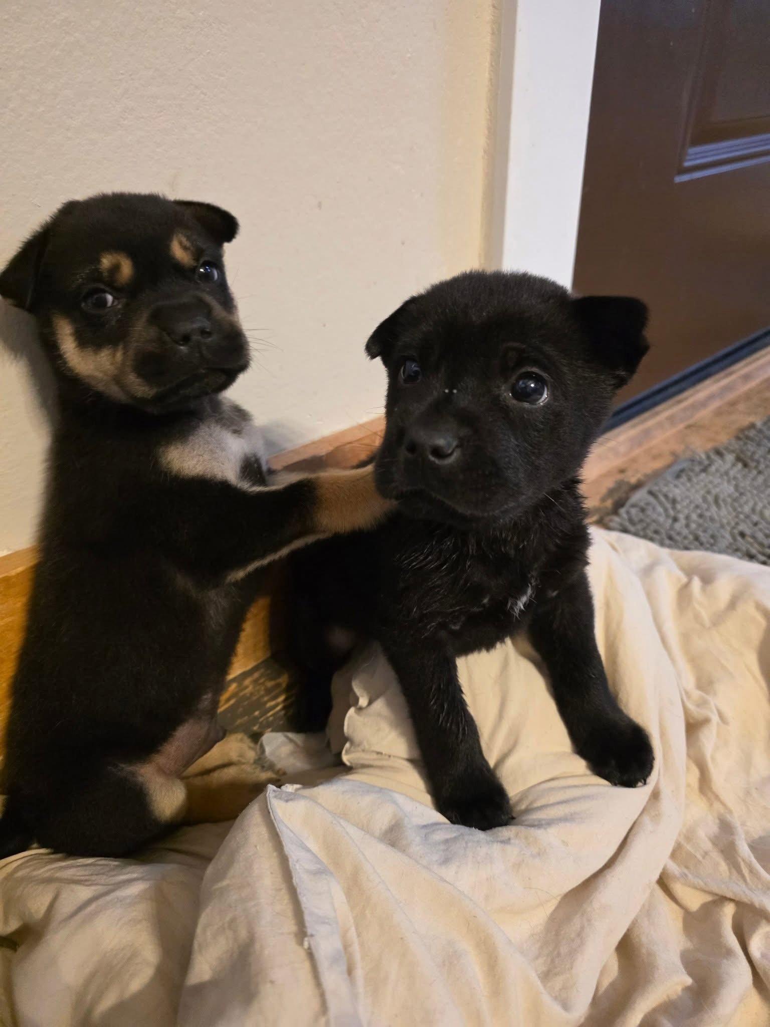 Mozza, Adoptable, Puppy Female Shar-Pei & Cattle Dog.