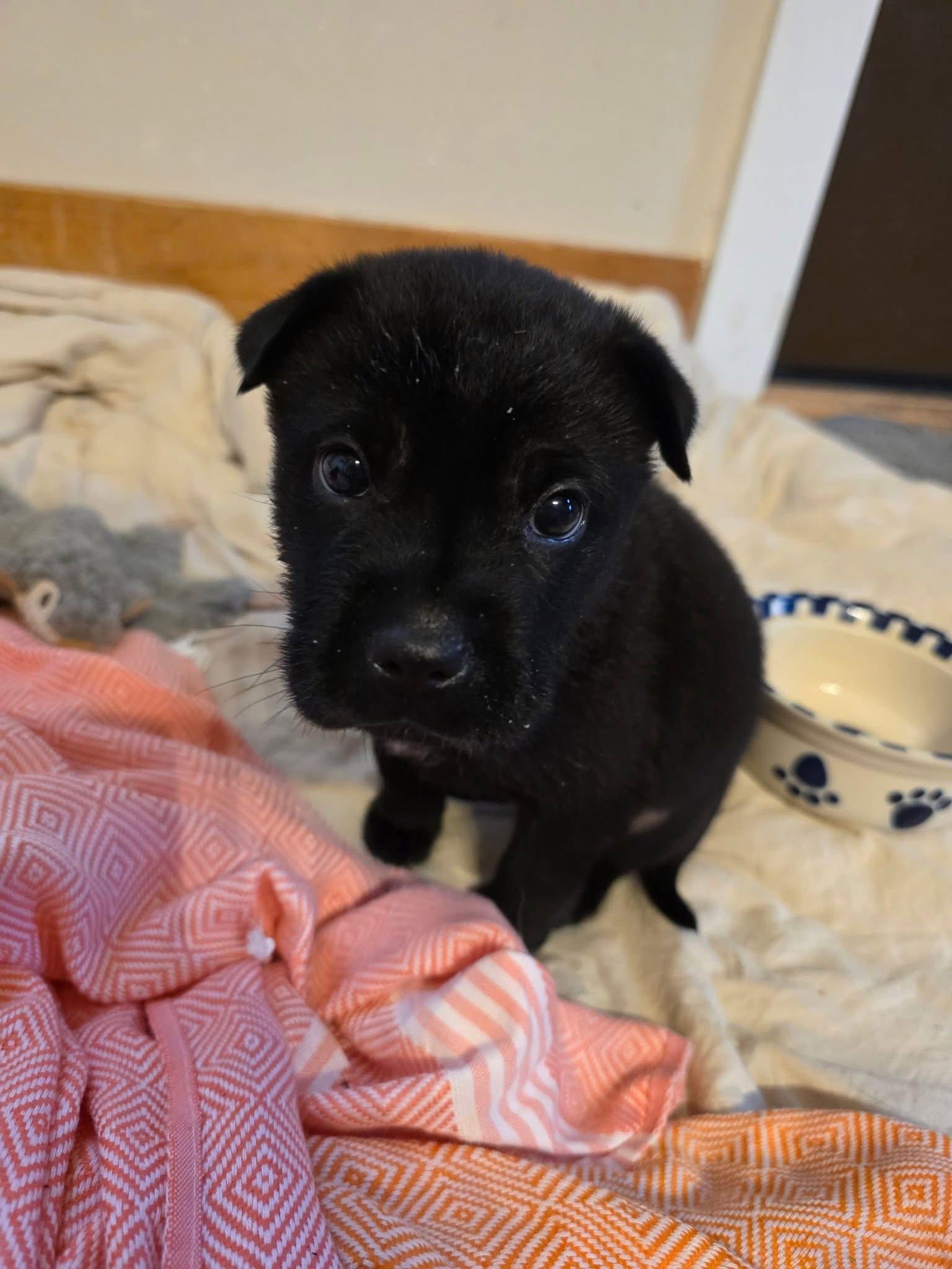 Enlarge Mozza, a Adoptable mixed breed in New London, WI image 2/3