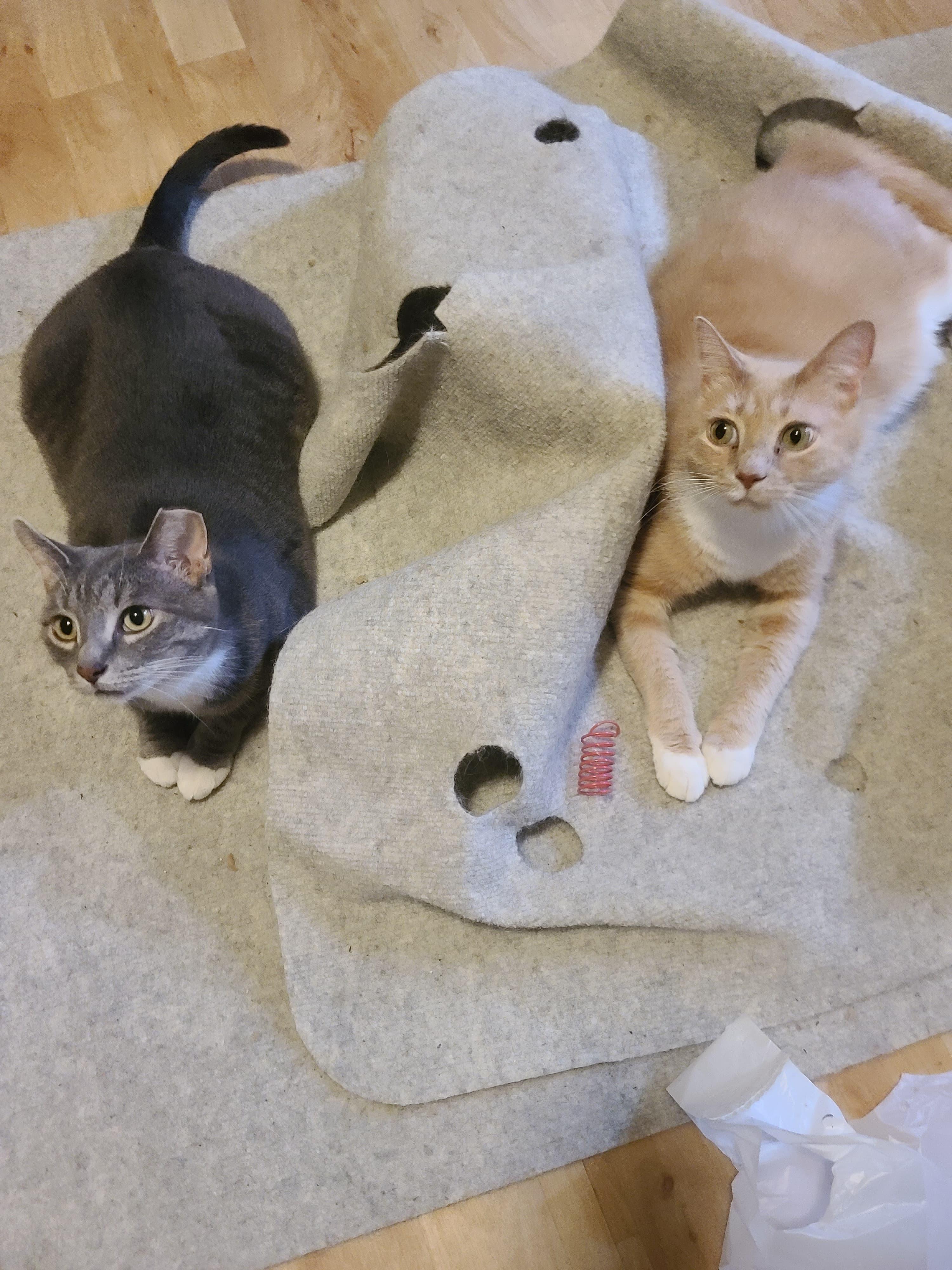 Enlarge Serendipity, a Adoption Pending Tabby in Indianapolis, IN image 4/6