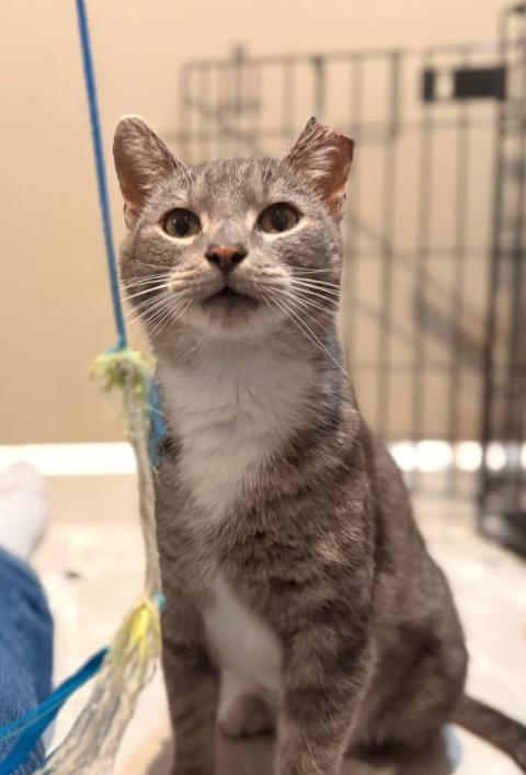 Enlarge Serendipity, a ADOPTABLE Tabby in Indianapolis, IN image 2/5