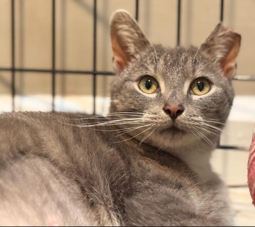 Enlarge Serendipity, a ADOPTABLE Tabby in Indianapolis, IN image 3/5