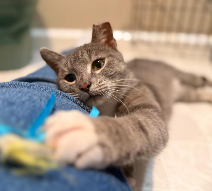 Enlarge Serendipity, a ADOPTABLE Tabby in Indianapolis, IN image 4/5