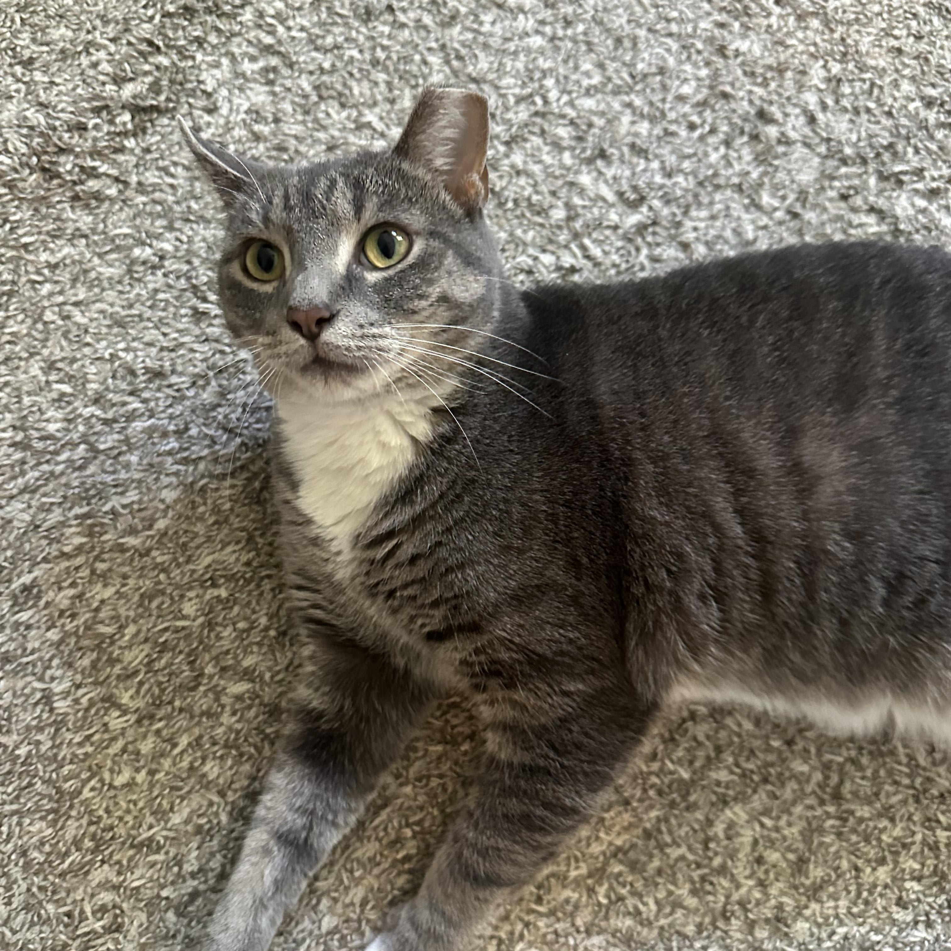 Enlarge Serendipity, a Adoption Pending Tabby in Indianapolis, IN image 2/6