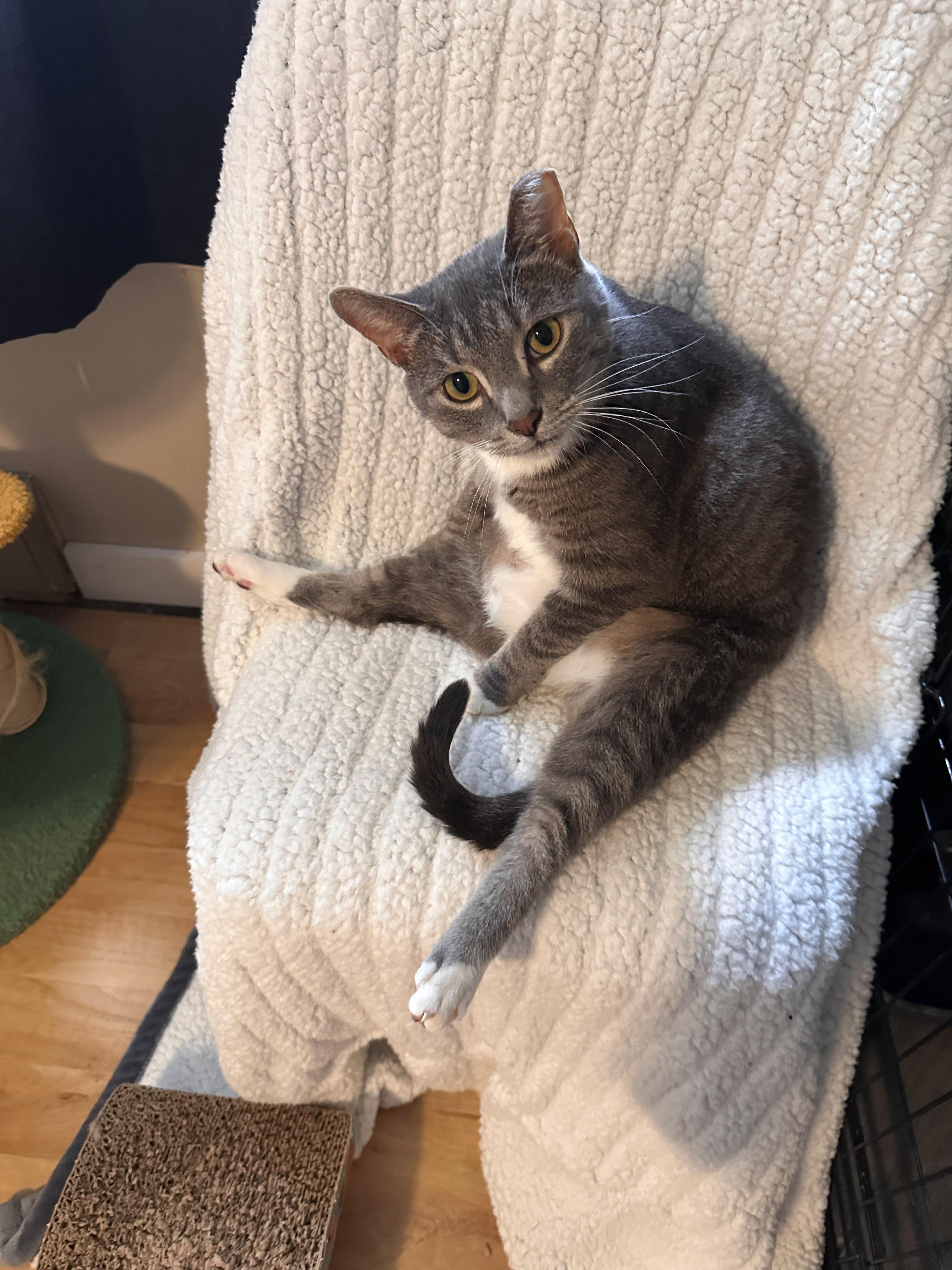 Serendipity, Adoptable, Young Female Tabby.