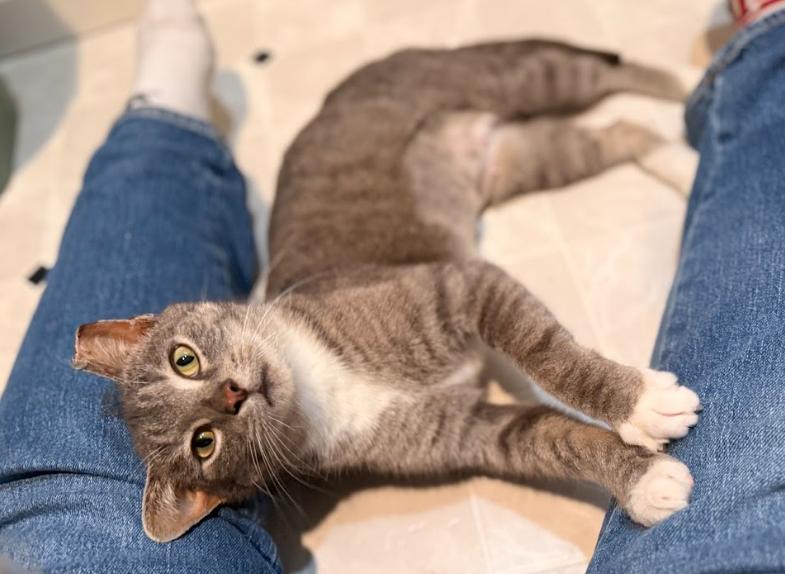 Serendipity, ADOPTABLE, Young Female Tabby.