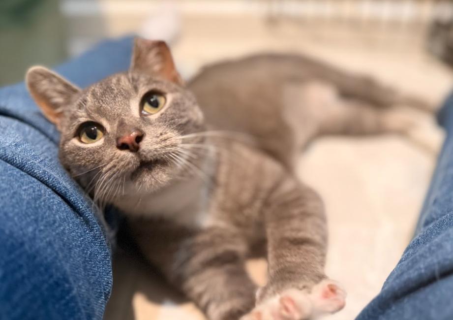 Enlarge Serendipity, a ADOPTABLE Tabby in Indianapolis, IN image 5/5