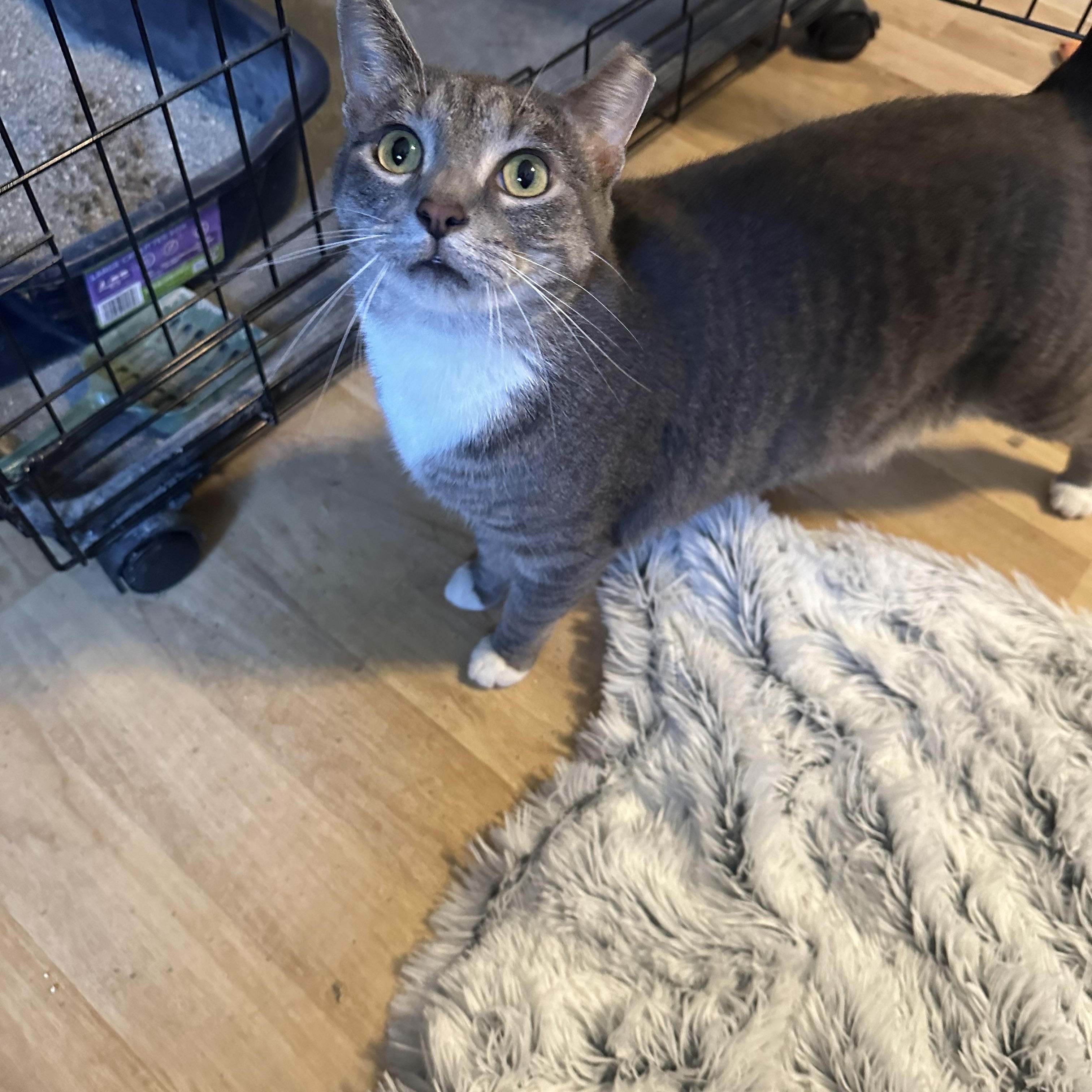 Enlarge Serendipity, a Adoption Pending Tabby in Indianapolis, IN image 3/6