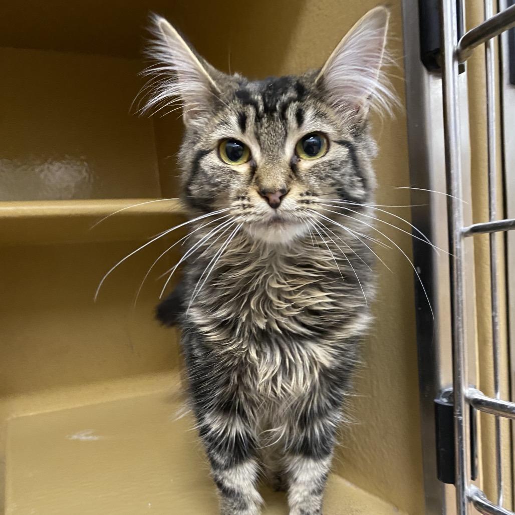 Enlarge Maple, a Adoptable Domestic Long Hair in Spokane, WA image 1/5
