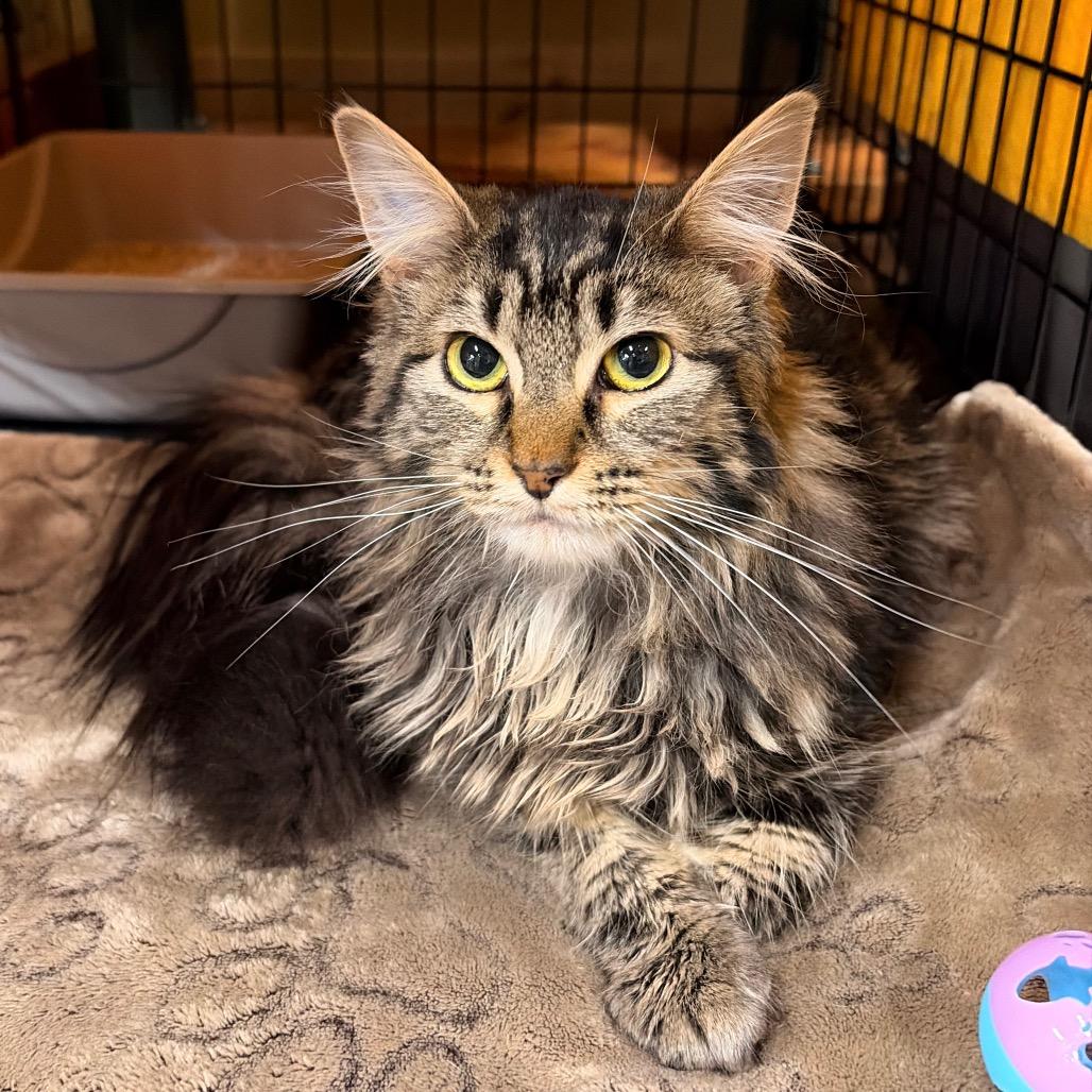 Enlarge Maple, a Adoptable Domestic Long Hair in Spokane, WA image 2/6