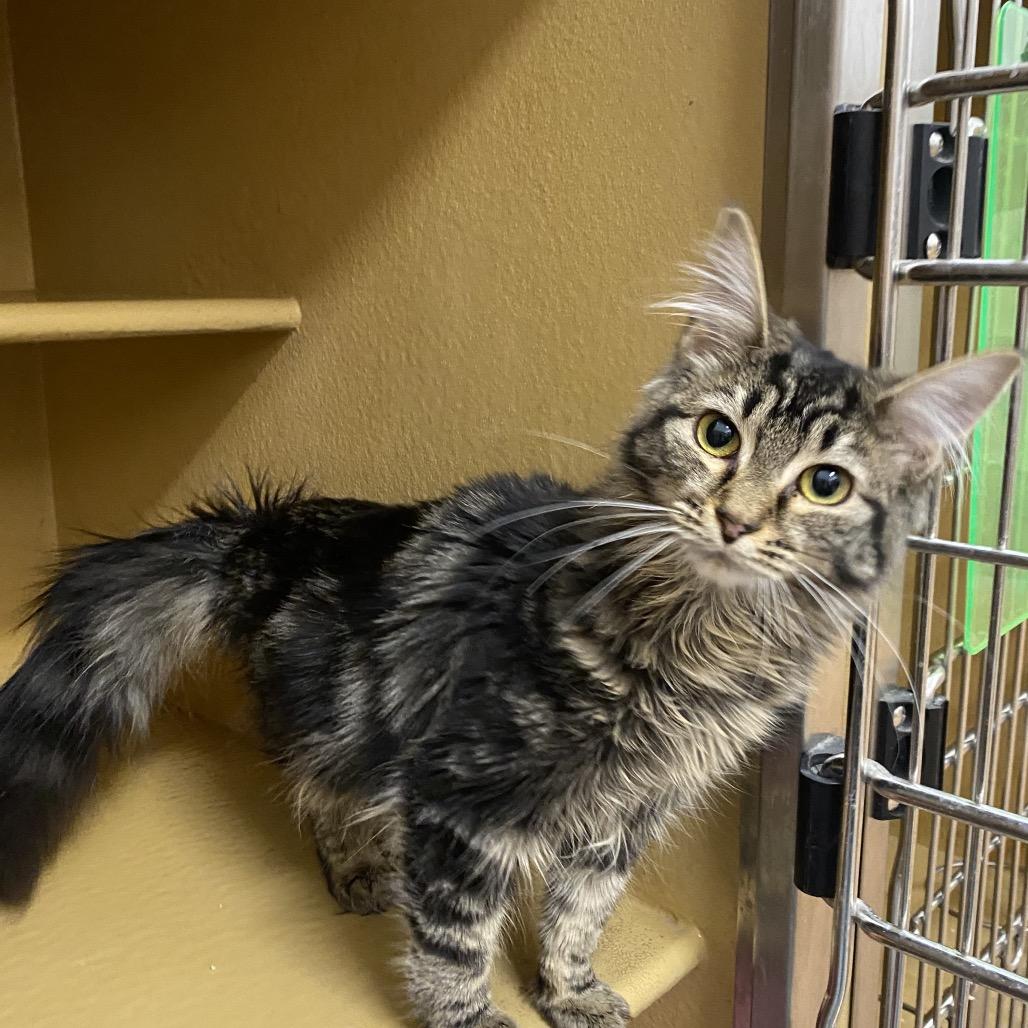 Enlarge Maple, a Adoptable Domestic Long Hair in Spokane, WA image 2/5