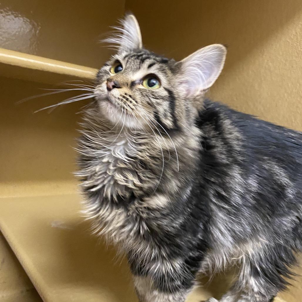 Enlarge Maple, a Adoptable Domestic Long Hair in Spokane, WA image 3/5
