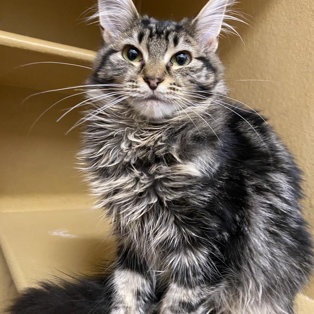 Enlarge Maple, a Adoptable Domestic Long Hair in Spokane, WA image 4/5