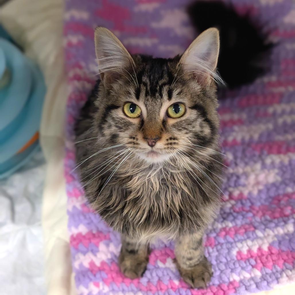 Enlarge Maple, a Adoptable Domestic Long Hair in Spokane, WA image 5/5
