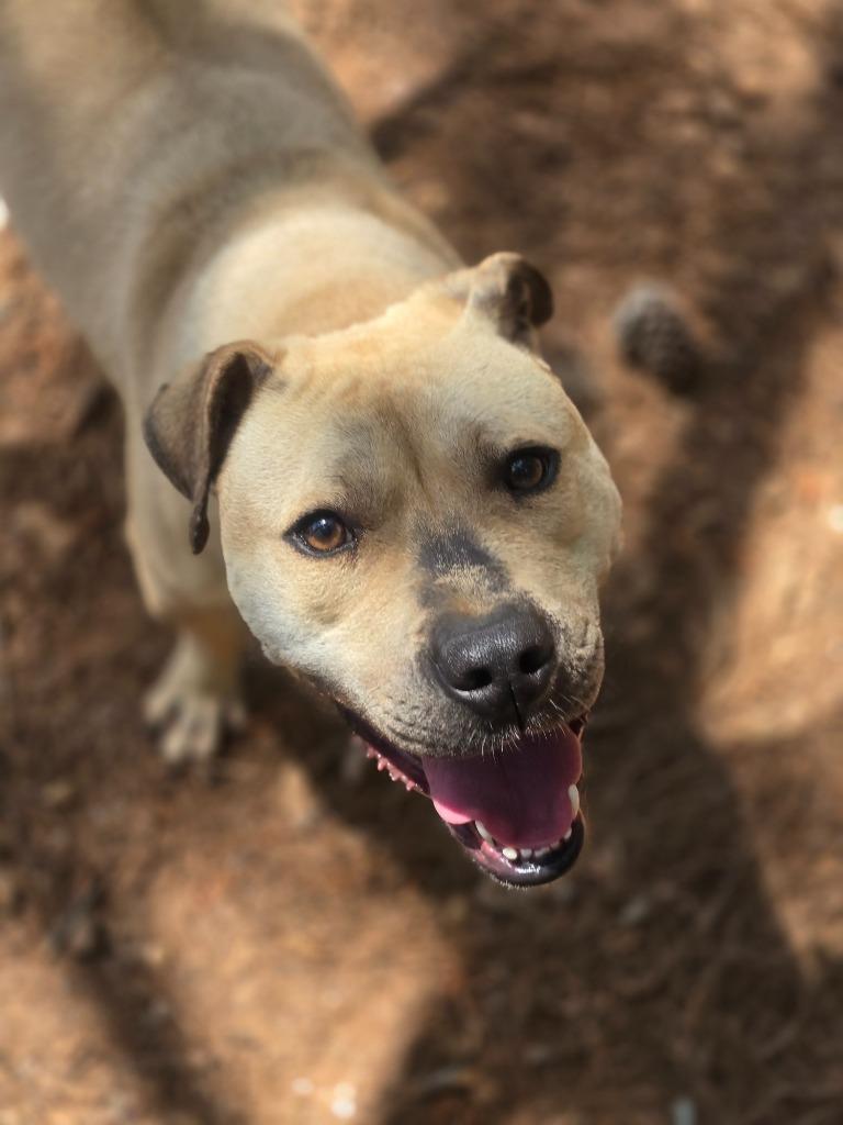 Bella, Adoptable, Adult Female Mixed Breed.