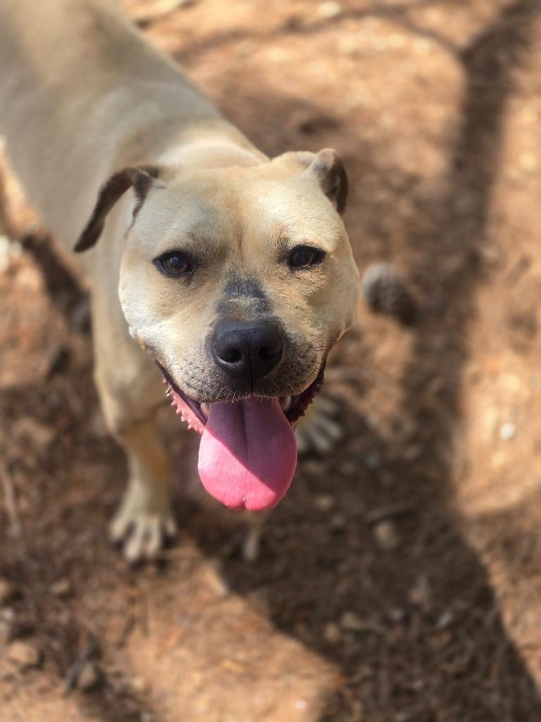 Enlarge Bella, a Adoptable Mixed Breed in Danielsville, GA image 2/4