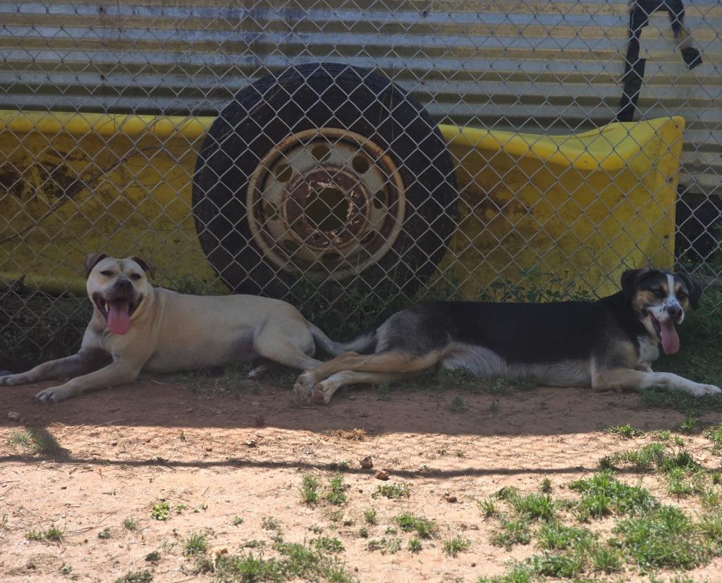 Enlarge Bella, a Adoptable Mixed Breed in Danielsville, GA image 3/4