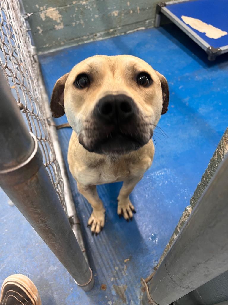 Enlarge Bella, a Adoptable Mixed Breed in Danielsville, GA image 4/4