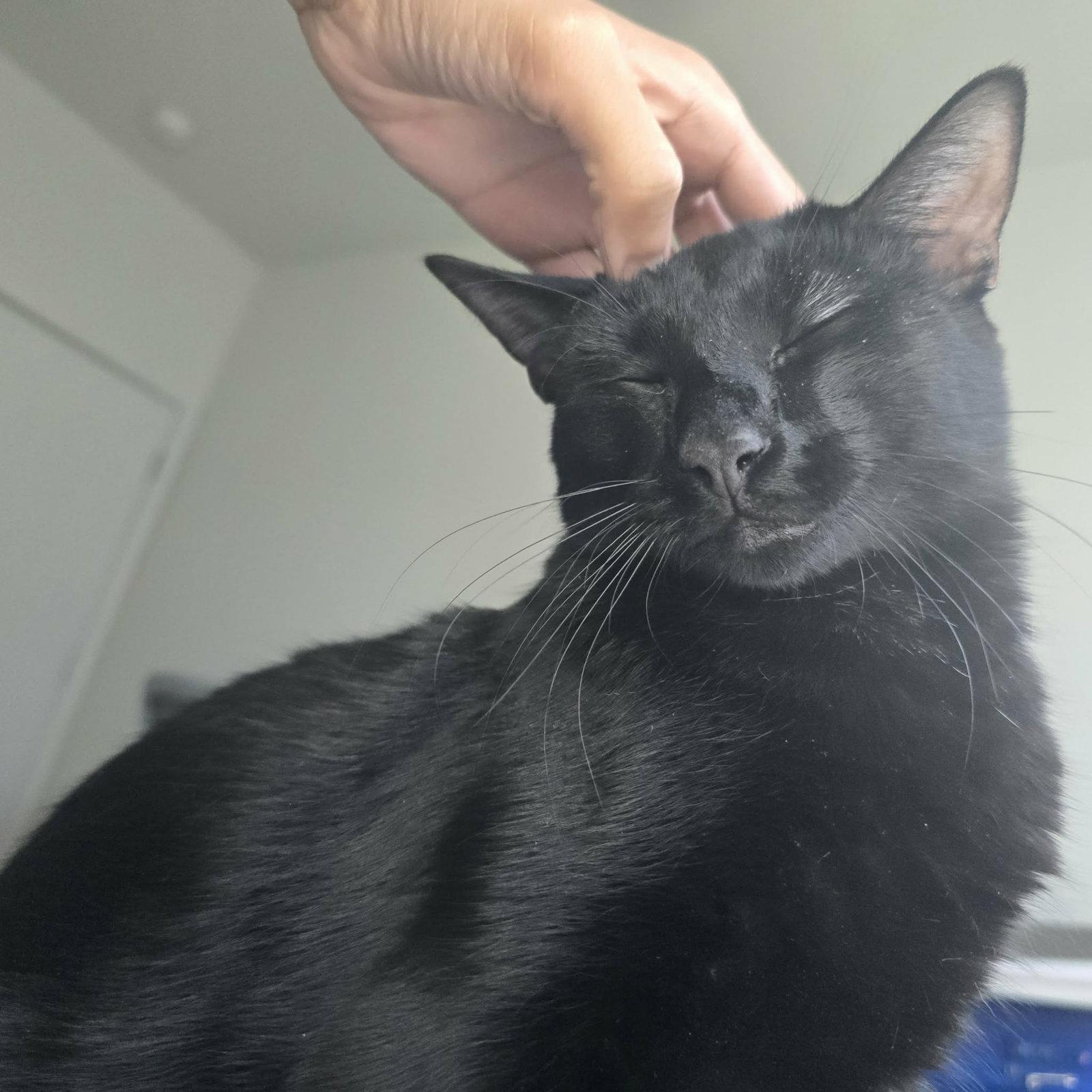 Anise, a Adoptable Domestic Short Hair in Champaign, IL image 1/3