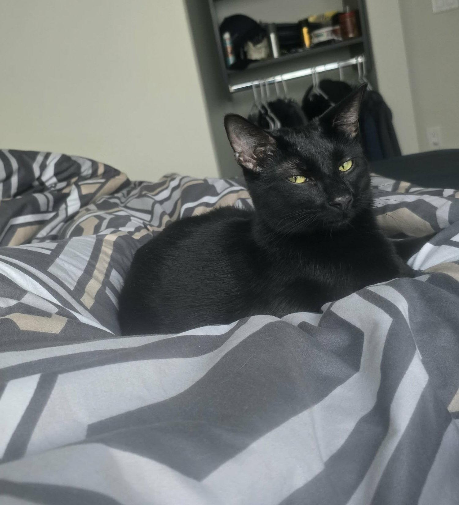 Anise, a Adoptable Domestic Short Hair in Champaign, IL image 2/3