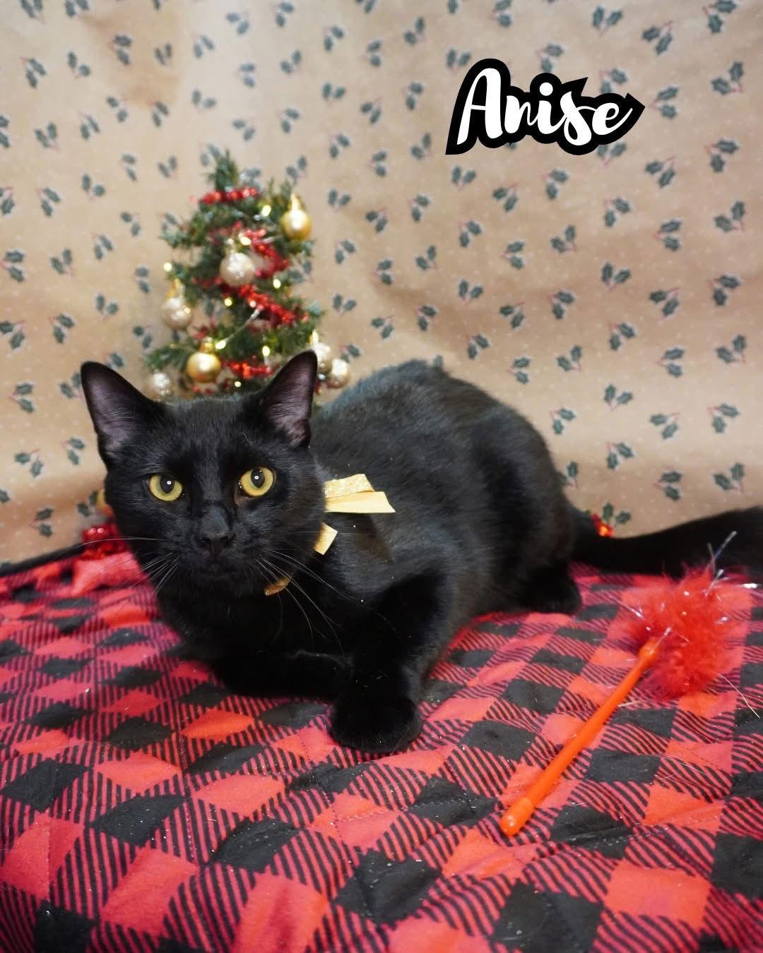 Anise, a Adoptable Domestic Short Hair in Champaign, IL image 1/2
