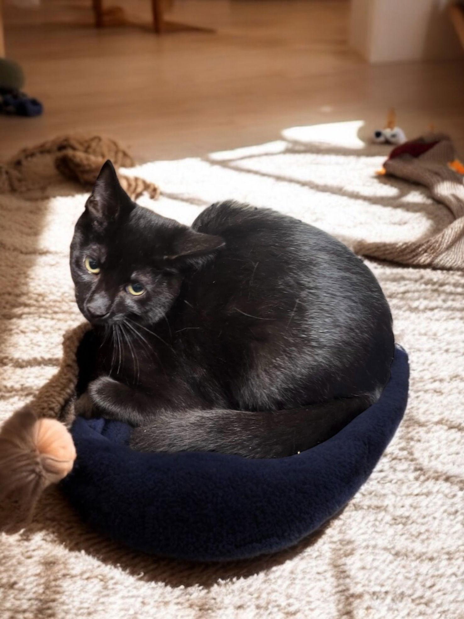 Anise, Adoptable, Young Male Domestic Short Hair.