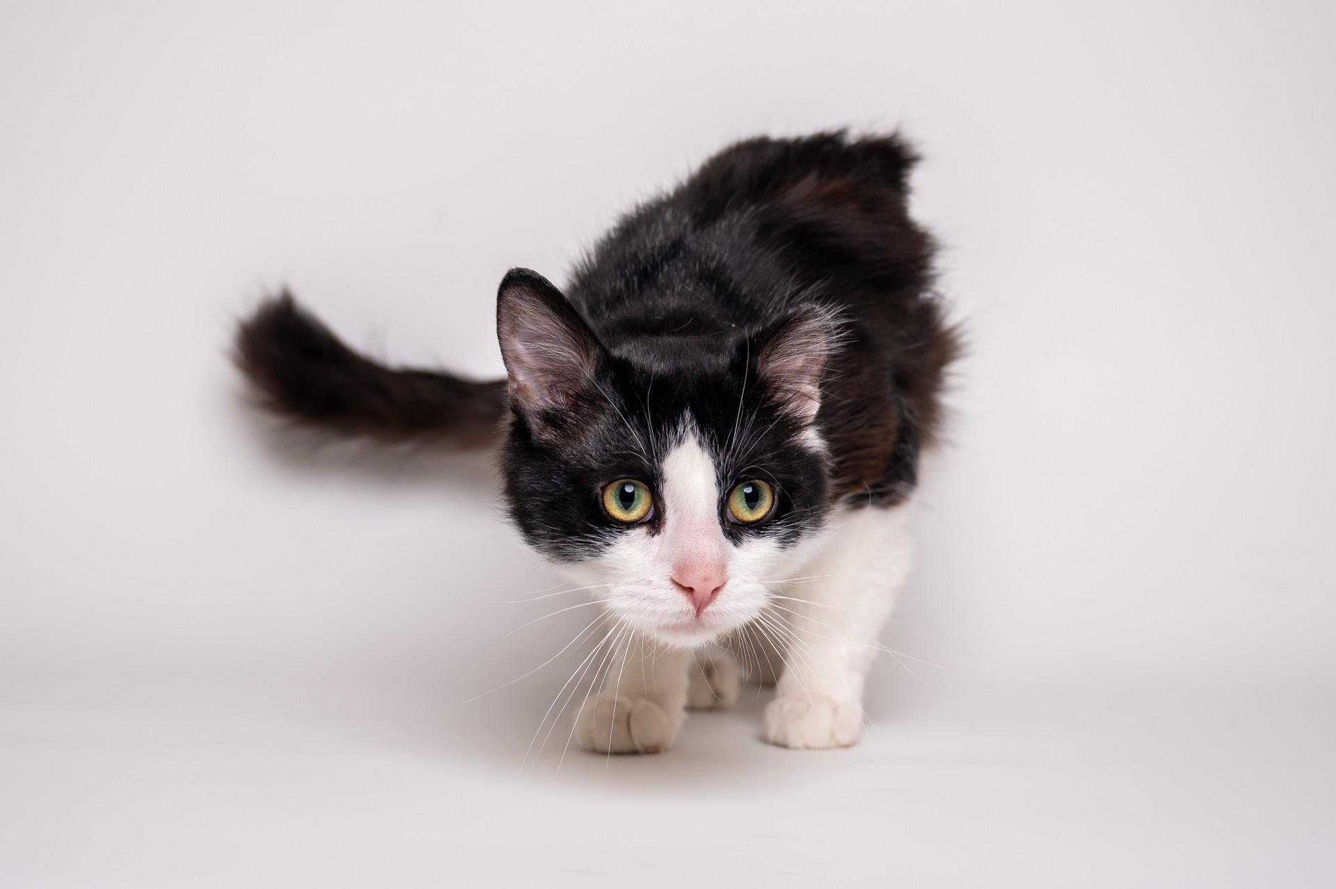 Tatum, Adult Male unknown