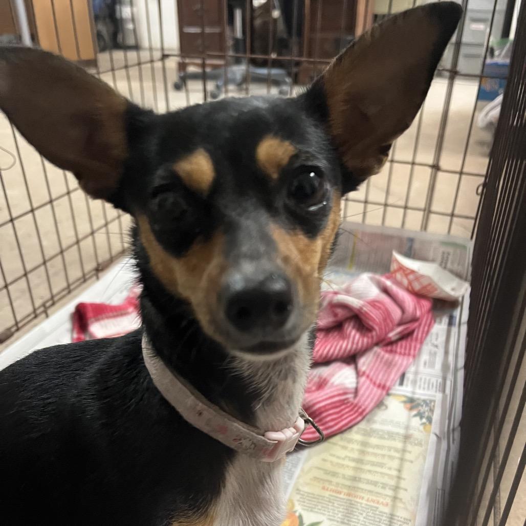 Princesa, Adoptable, Adult Female Chihuahua.