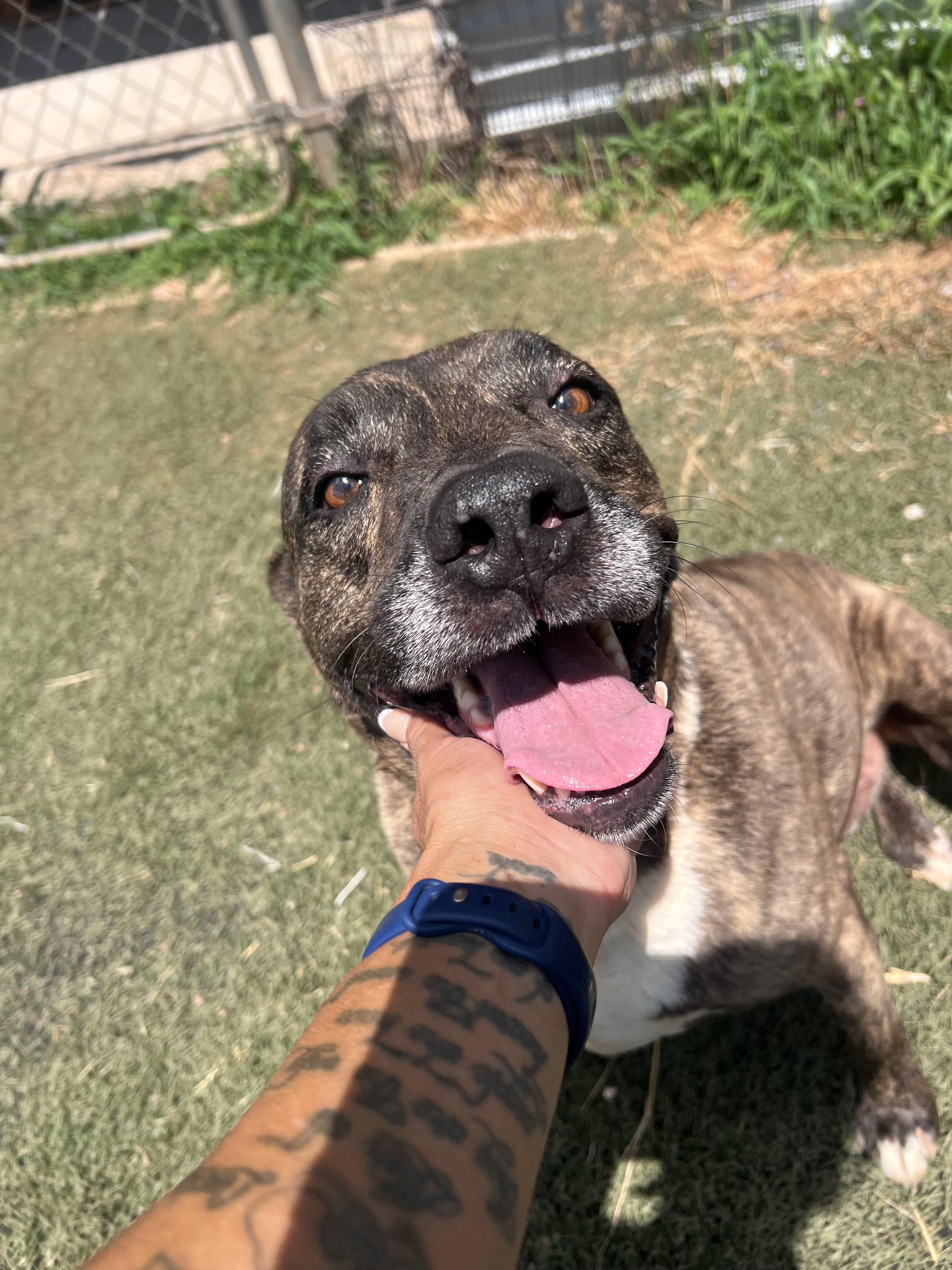 Franklin, Adoptable, Senior Male Mastiff.