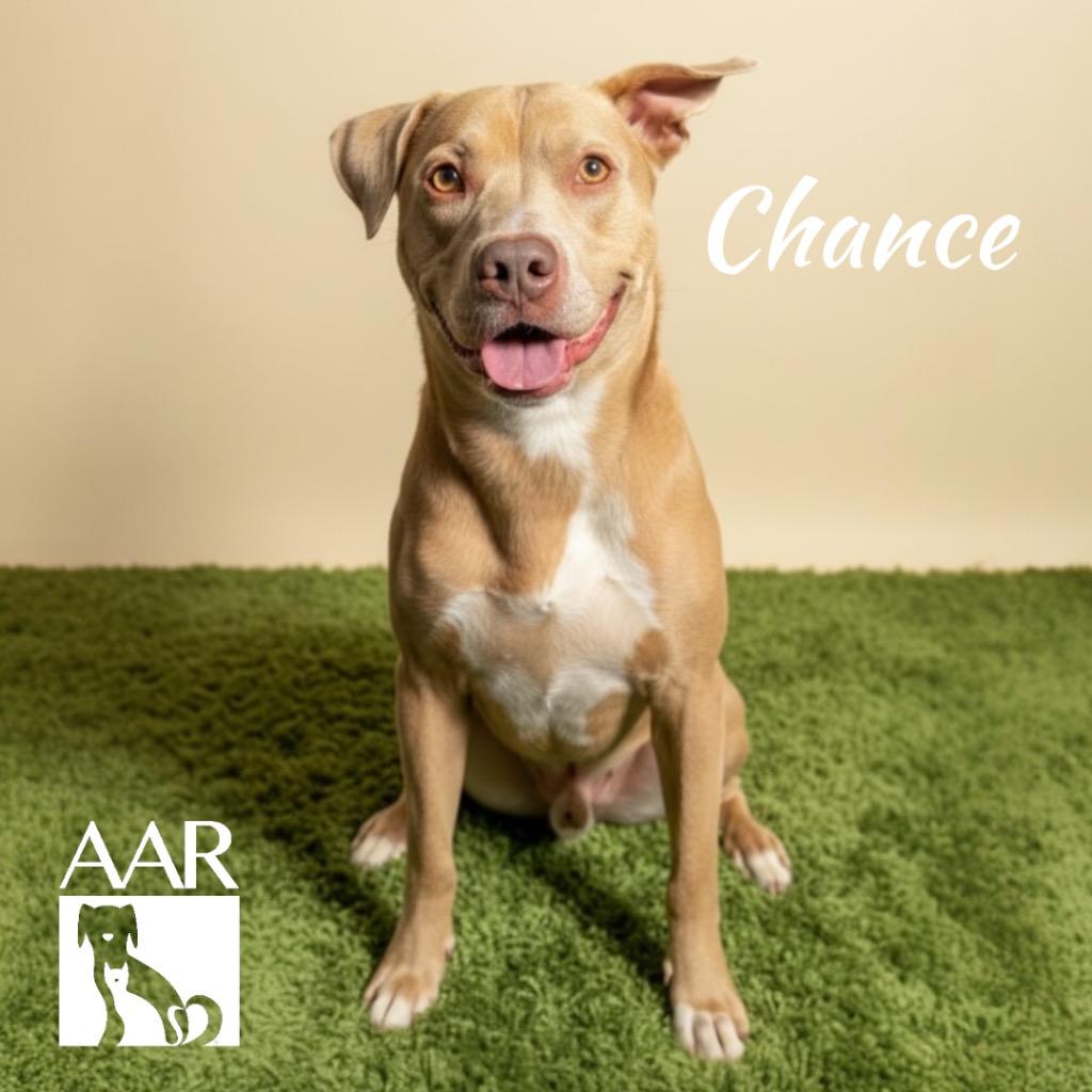Chance, Adoptable, Adult Male Pit Bull Terrier & Weimaraner.