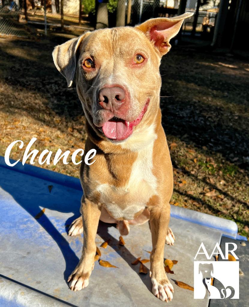 Enlarge Chance, a Adoptable mixed breed in Magnolia, TX image 1/6