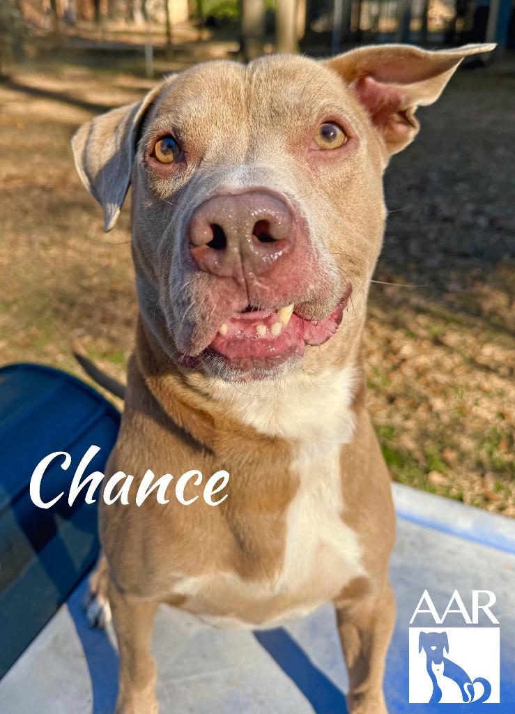 Enlarge Chance, a Adoptable mixed breed in Magnolia, TX image 2/6