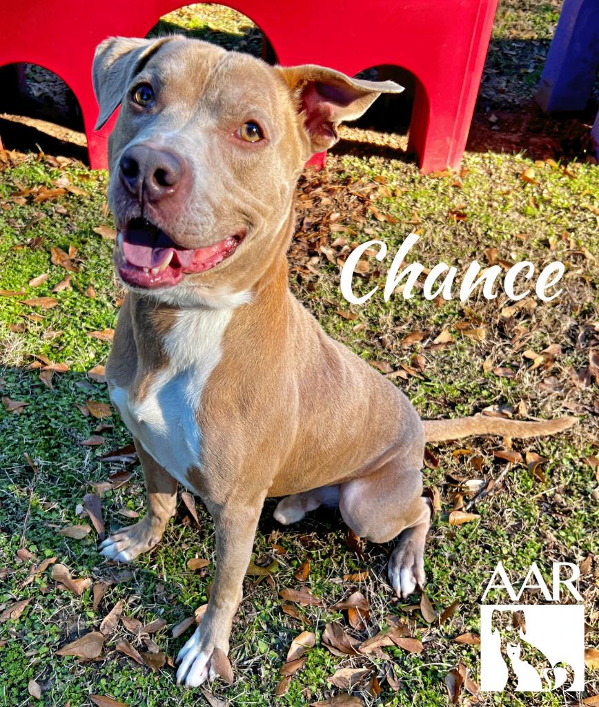 Enlarge Chance, a Adoptable mixed breed in Magnolia, TX image 3/6