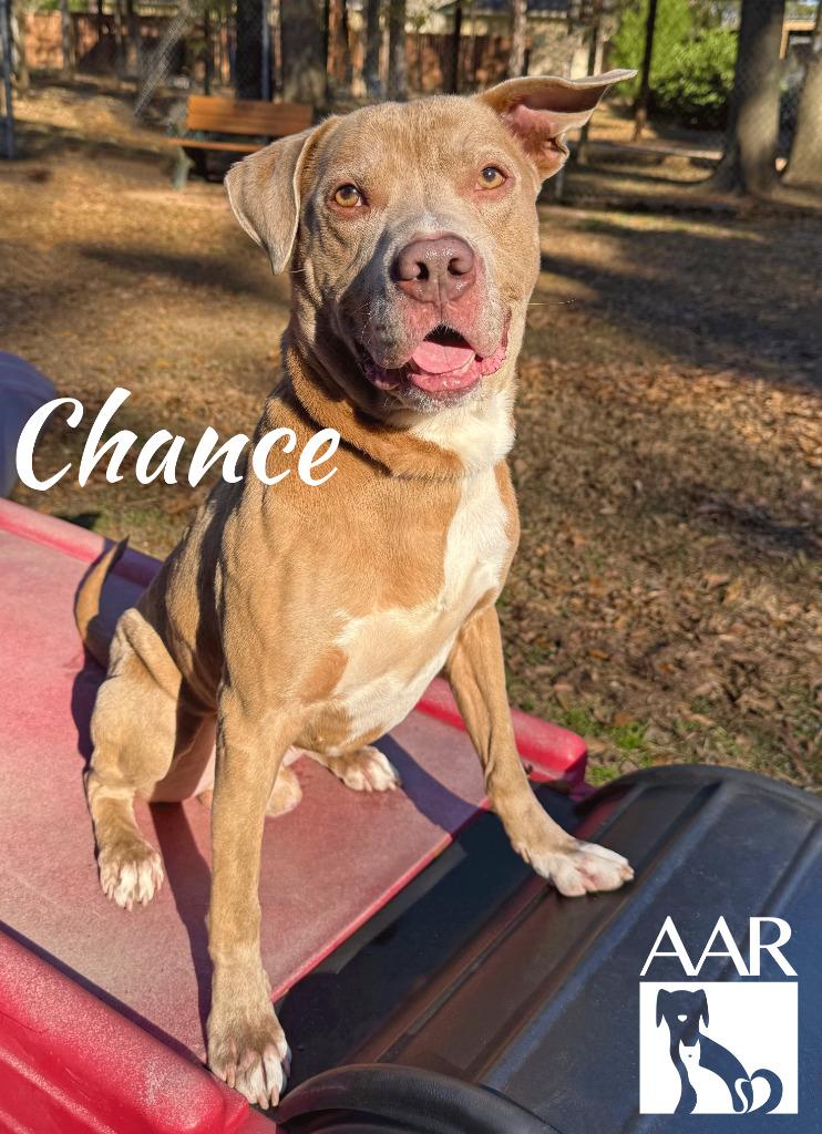 Enlarge Chance, a Adoptable mixed breed in Magnolia, TX image 5/6