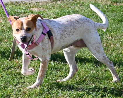 Enlarge Mochi, a Adoptable mixed breed in West Seneca, NY image 1/3