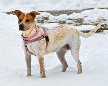 Yoshi, Adoptable, Adult Female Mixed Breed & Mixed Breed.