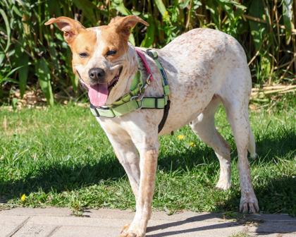 Yoshi, Adoptable, Adult Female Mixed Breed & Mixed Breed.