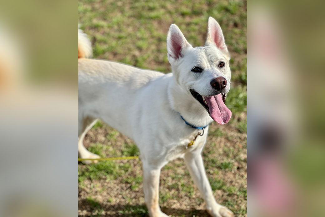 Enlarge Pinecone, a Adoptable Mixed Breed in Weaverville, NC image 1/3