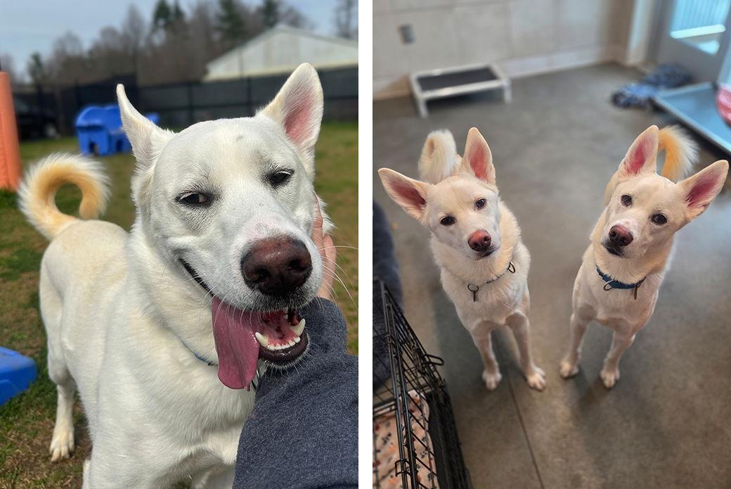 Enlarge Pinecone, a Adoptable Mixed Breed in Weaverville, NC image 2/3