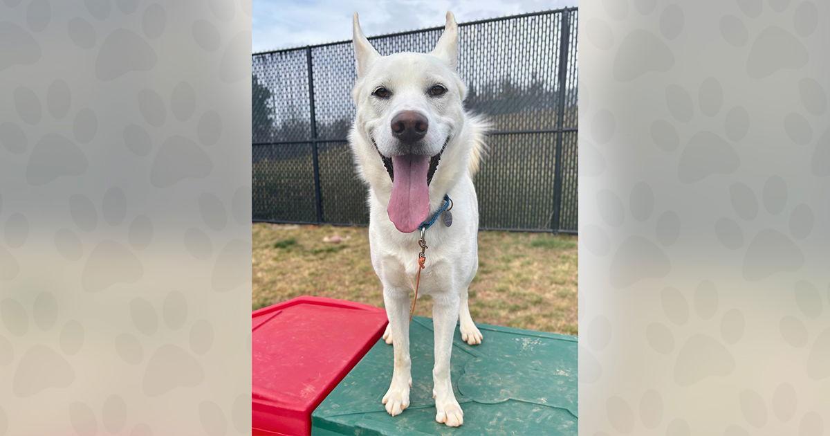 Enlarge Pinecone, a Adoptable Mixed Breed in Weaverville, NC image 3/3